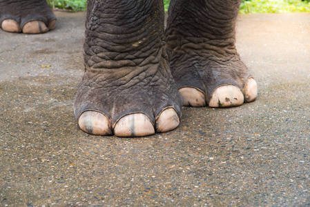 灰色丝袜脚链接特写大象脚, 强壮的大象脚, 大象腿照片