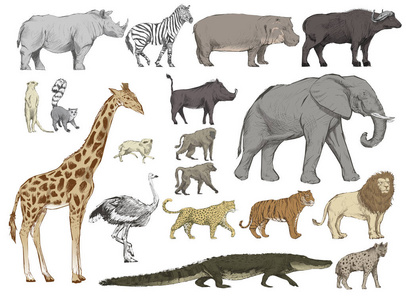 动物插画绘画风格收藏指正图片