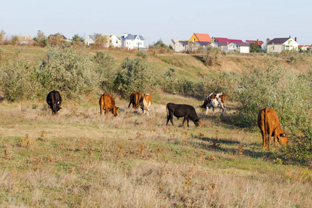 牛群在夏草甸, 牛在草丛中放牧