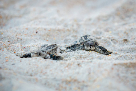 婴儿海龟孵化后, 他们的方式下到水