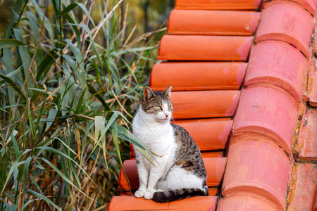 坐在屋顶上的猫