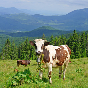 夏季高山牧场上牛