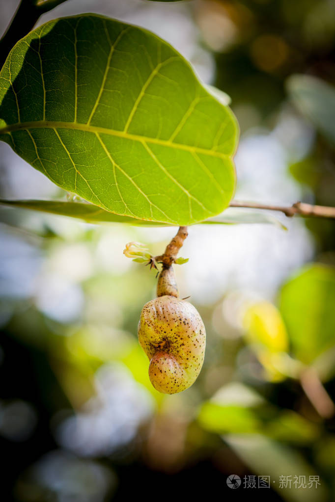 在斯里兰卡树上生长的腰果