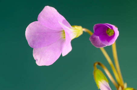 美丽的花朵花瓣图片