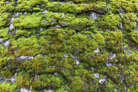 绿苔在墙上。苔藓背景纹理