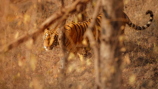 皇家孟加拉老虎在自然栖所。野生动物现场