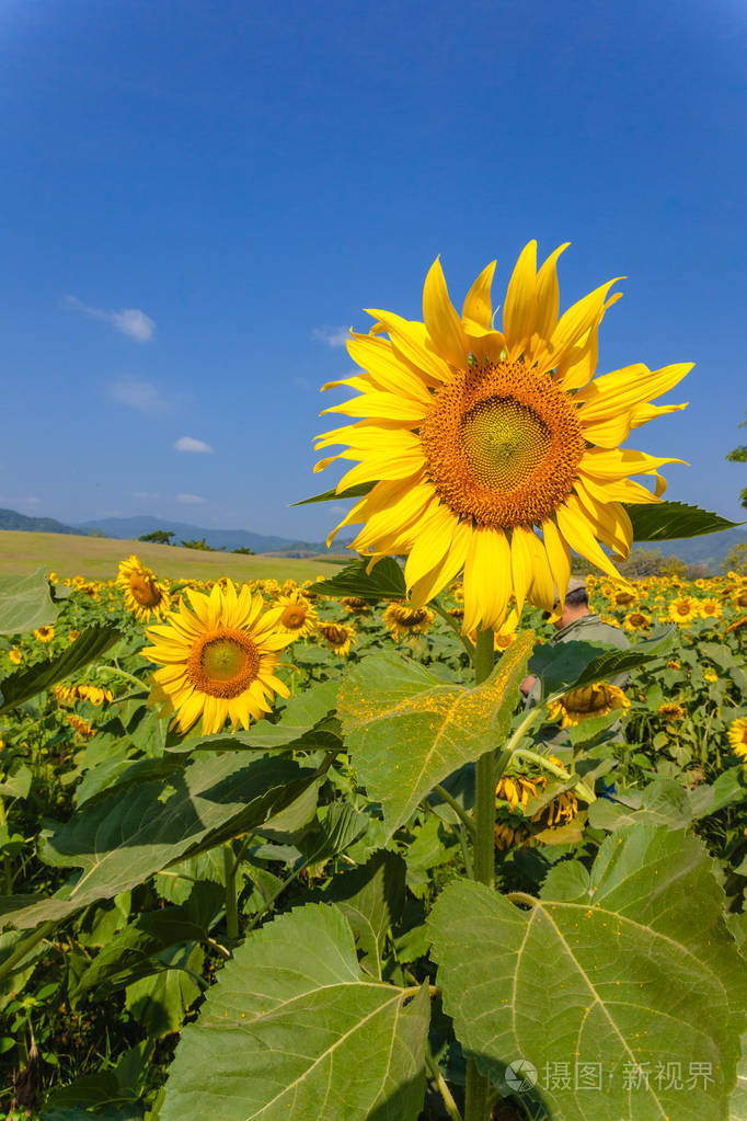 有蓝天的向日葵田野