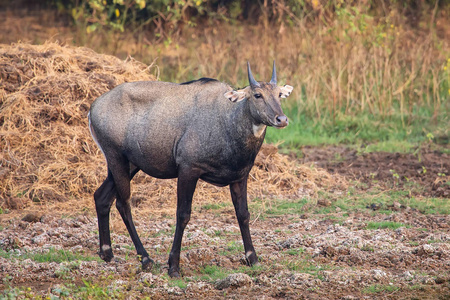 男 Nilgai Boselaphus tragocamelus 站在其中加纳