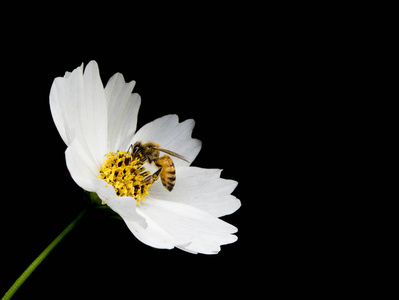 白花和蜂在黑色的背景图片