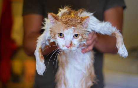 沐浴后的人手湿而不开心的猫