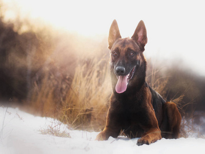 惊人的马里努牧羊犬在森林中快速运行在清晨阳光明媚的冬日摆在相机摇晃的爪子