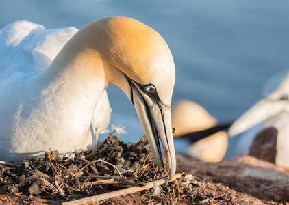 在德国 Helgoland 岛的悬崖上筑巢 gannet 北部