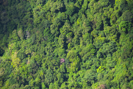 热带森林风景, 他侬国家公园, 泰国