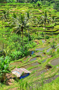 印度尼西亚ubud宫