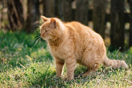 在花园里可爱的红色猫咪