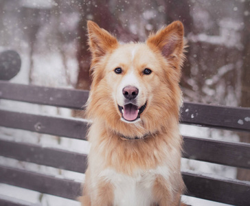 令人惊异的马里努牧羊犬在森林中快速奔跑在清晨阳光明媚的夏日, 摆在河上摇晃着爪子的相机上