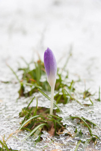 在早春融化的积雪中生长的紫色番红花。花儿还在关上, 雪开始融化。番红花是春季最早的标志之一。