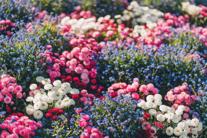 五颜六色的花坛与春天混合的花照片 正版商用图片04av50 摄图新视界