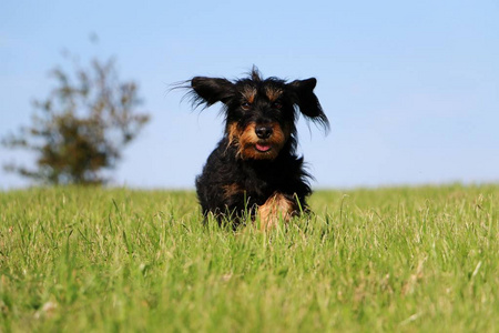 丝毛 dachshound 在花园里奔跑