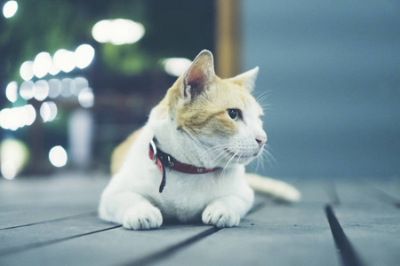 黑猫白猫 黑猫白猫素材图片 黑猫白猫图片素材下载 摄图新视界xsj 699pic Com
