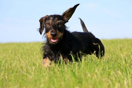 丝毛 dachshound 在花园里奔跑