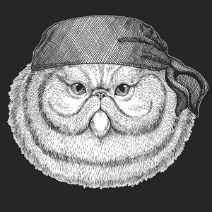 毛茸茸的波斯猫的肖像, 酷海盗, 海员, seawolf, 水手, 骑自行车的