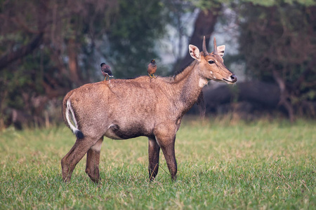 男 Nilgai Boselaphus tragocamelus 与 Brahmini 阿里山鸲坐