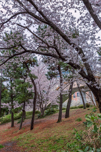 日本公园开花樱花