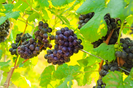 新鲜葡萄在庄稼, 葡萄园在泰国