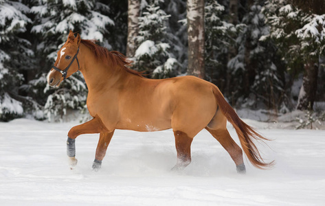 与美丽的棕色马特写,马术盛装舞步马的轮廓布琼尼马好布琼尼马站在