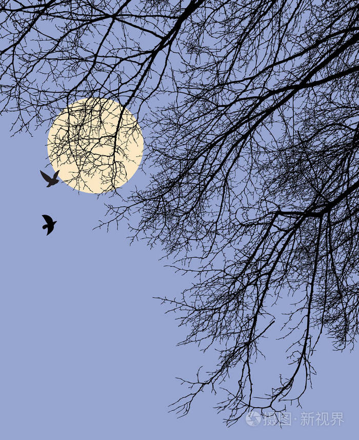 树枝在月光下的夜晚
