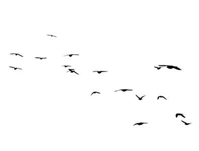 飞鸟在白色背景上剪影。矢量插图。孤立鸟飞行