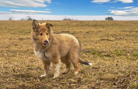 牧羊犬那小子