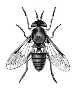 鬼插画牛虻复古插画照片