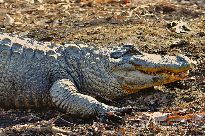 alligatorvisart01nderna