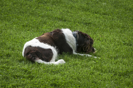 狗师傅在草地上玩耍