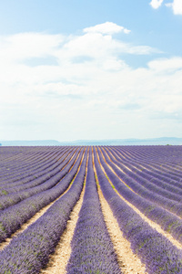 高原 de valensole，普罗旺斯，法国薰衣草田地