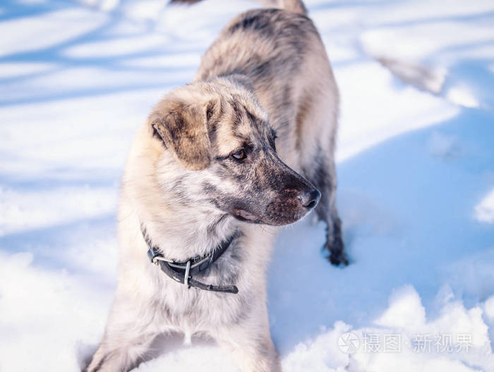 美丽的狗冬天在雪地上散步