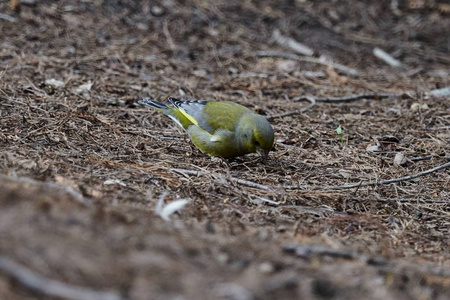 greenfinch 虎尾鸟在公园