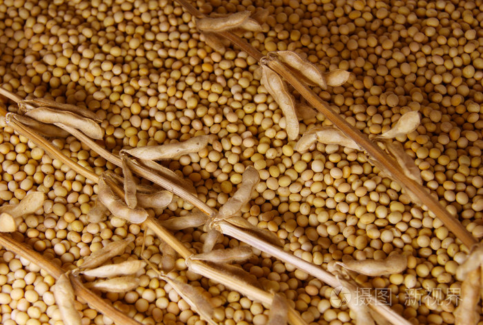 大豆种子