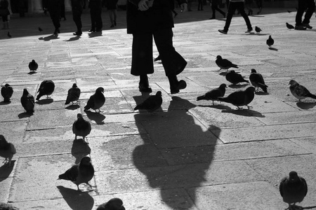 广场上的鸽子黑白相间的效果图片