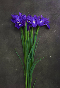 贺卡与春天紫色的虹膜花在黑暗背景, 空间为您的文字。顶部视图