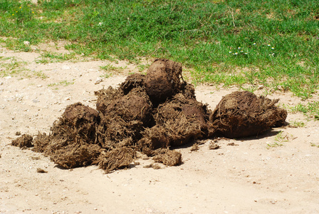 大象粪便图片