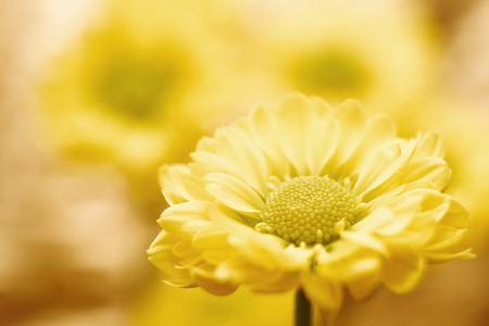 美丽的春天菊花在黄色背景上