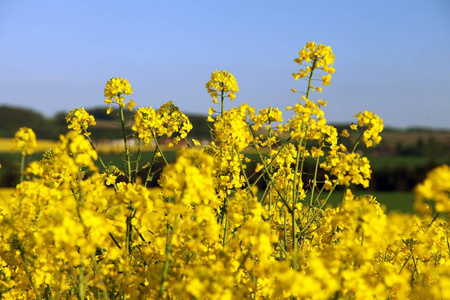 开花油菜籽或菜籽油图片