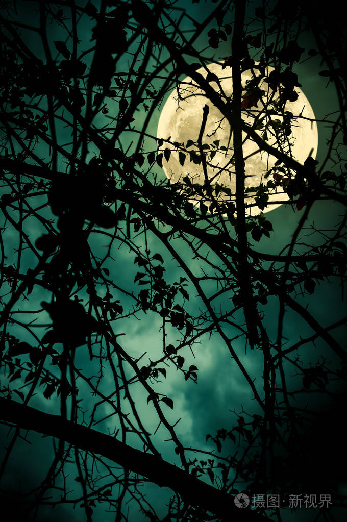 夜空的夜景和明月的皎洁月光映照在树枝的剪影后面.宁静自然的背景.