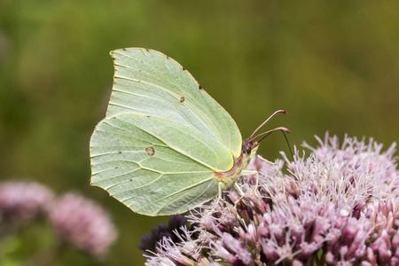 Gonepteryx rhamni，常见的硫磺，硫磺对麻仙鹤草 泽兰 cannabinum，德国，欧洲