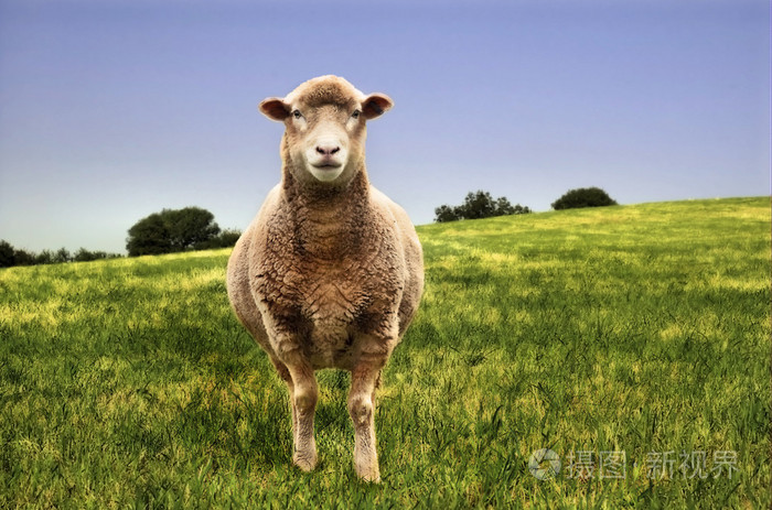 在一个绿色领域的孤羊照片-正版商用图片04c1xp-摄图新视界