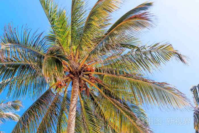 椰子树与椰子水果对蓝天热带的自然