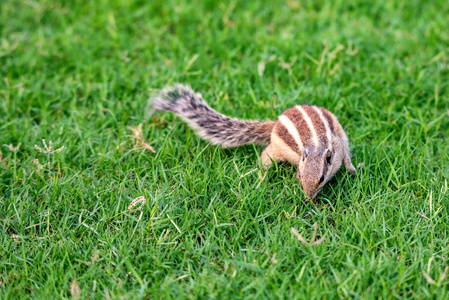 北棕榈松鼠或 Funambulus pennantii